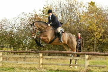 Absolutely loved this mare, for me, an ideal hunter